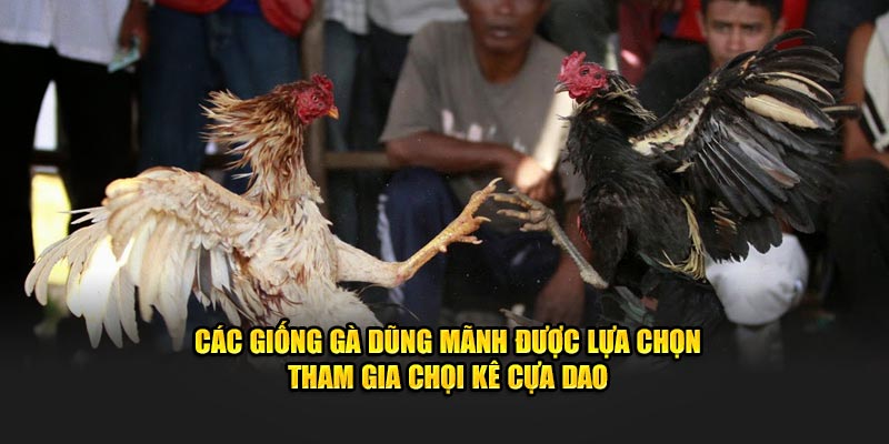 Các giống gà dũng mãnh được lựa chọn tham gia chọi kê cựa dao