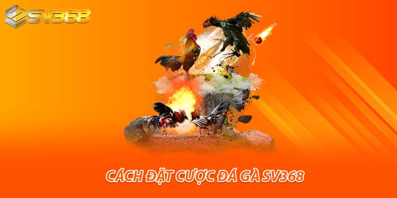 Cách đặt cược đá gà SV368