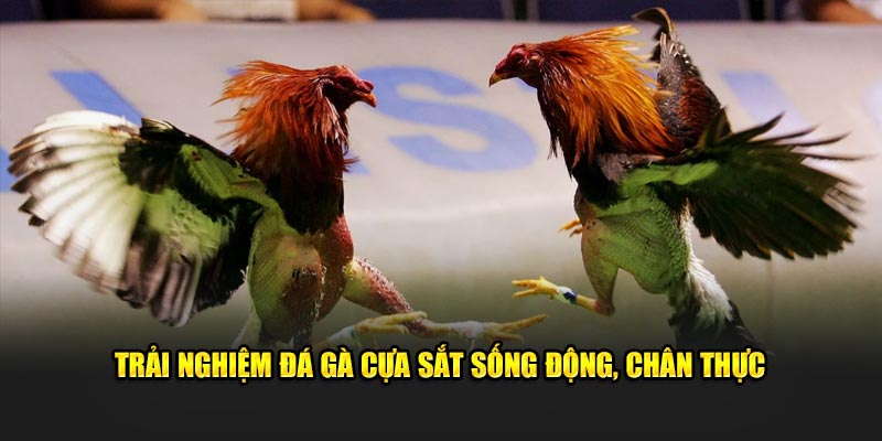 Trải nghiệm đá gà cựa sắt sống động, chân thực